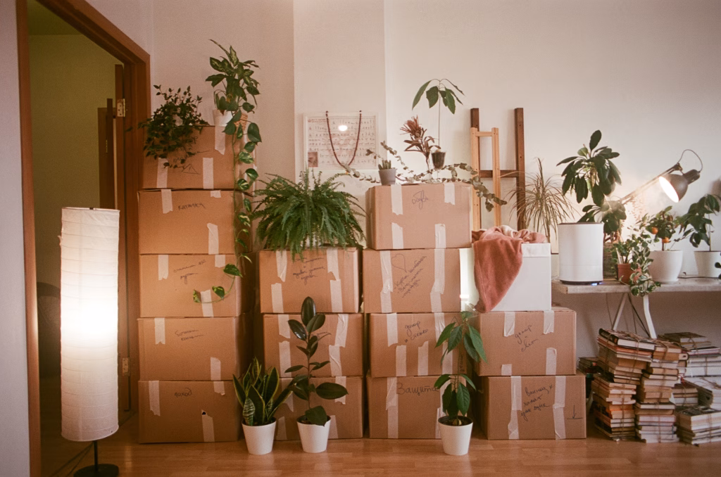 Stacked moving boxes with plants in room